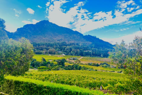 Stellenbosch: Private Wine Tour with Tastings & Pickup