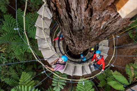 Rotorua: Redwoods Höhen-Hochseil-Abenteuer