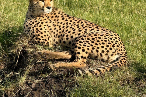 Nairobi: 3-Day epic trip to Maasai Mara Reserve with meals 3 days, 2 nights private safari to Mara in a tourist VAN