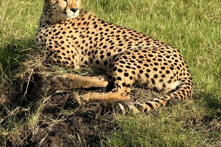 Nairobi: 3-Day epic trip to Maasai Mara Reserve with meals 3 days, 2 nights private safari to Mara in a tourist VAN