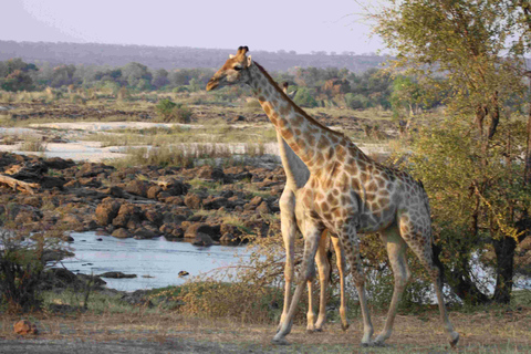 Victoria Falls: Safari game drive tour 3 hours