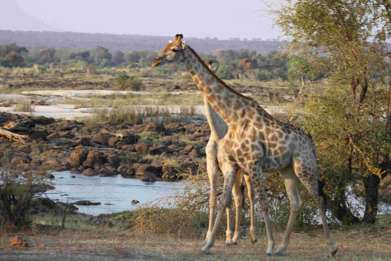 Victoria Falls: Safari game drive tour 3 hours
