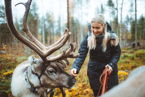 Rovaniemi: Meet and Feed Reindeer