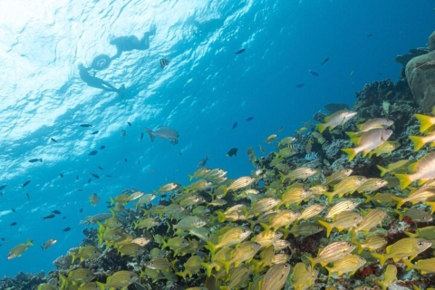 Isla Mujeres: Excursión de snorkel en los arrecifes de Musa y Manchones