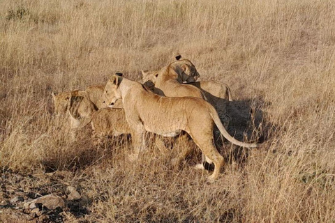 Lake Nakuru National Park Day Trip From Nairobi Lake Nakuru National Park From Nairobi