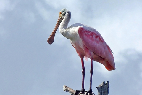 Passeios particulares com golfinhos no incrível pântano de Savannah