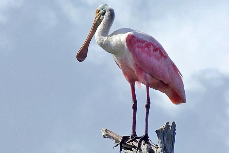 Tour privati con i delfini nell&#039;incredibile palude di Savannah