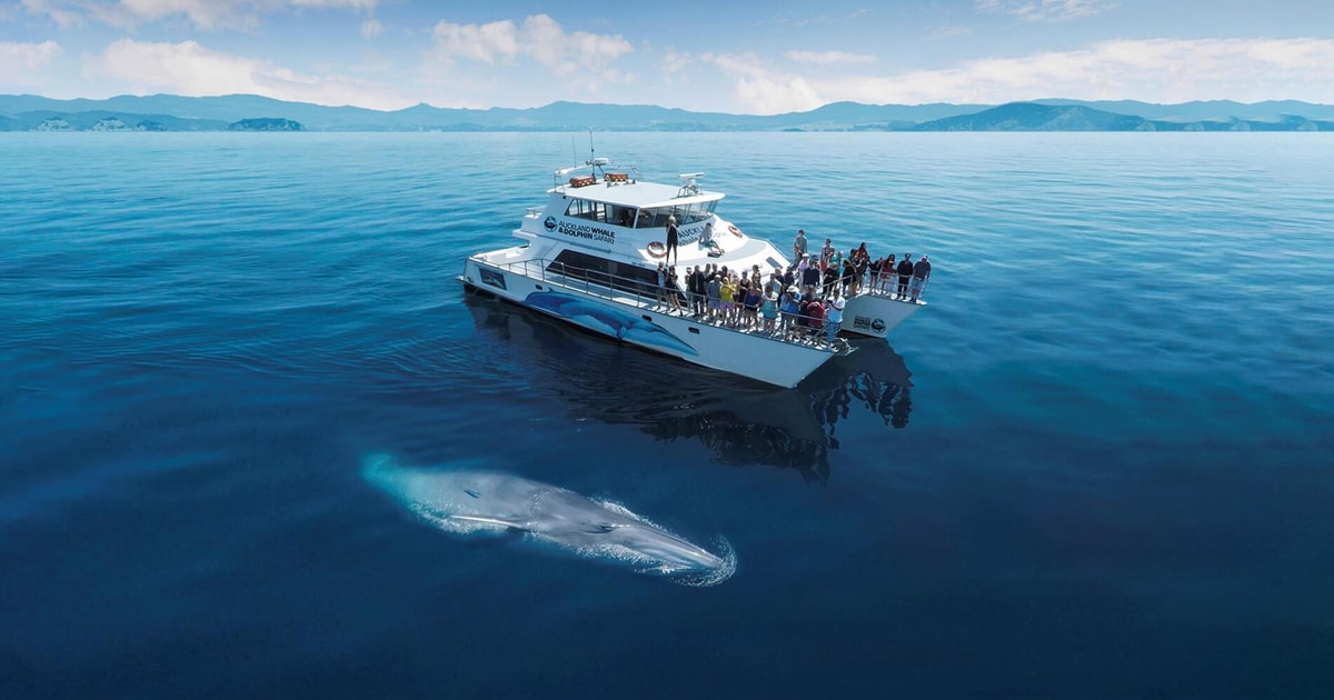 Hikkaduwa Bentota Mirissa Blue Whale Watching Day Tour GetYourGuide