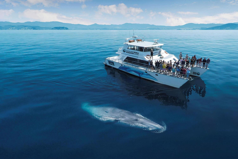 Sri Lanka Mirissa : Journée d&#039;observation des baleines bleues