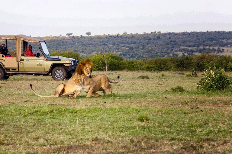 3-dniowe safari Masai Mara z balonem na gorące powietrze $ szampanMasai Mara; Safari balonem na ogrzane powietrze i śniadanie z szampanem