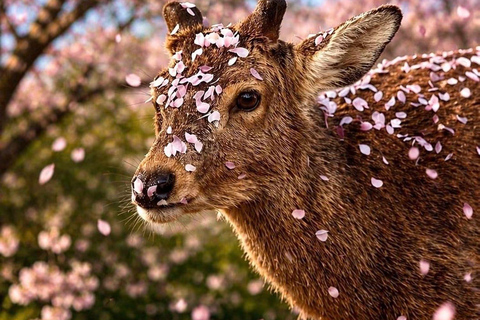 Nikko: Kegon Falls, Chuzenji, Shinkyo Bridge, Toshogu Temple In Luxury Velfire Nikko Private Customized Tour