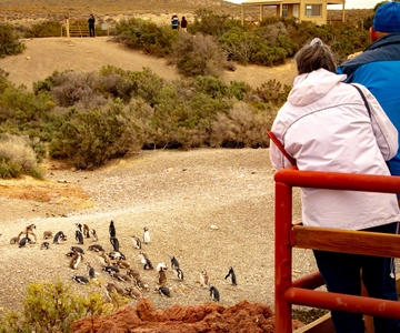 Puerto Madryn: Punta Tombo Walking Among Penguins Experience