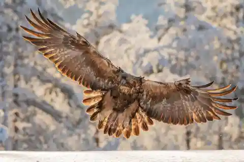 Kuusamo: Fauna de Oulanka -excursión fotográfica