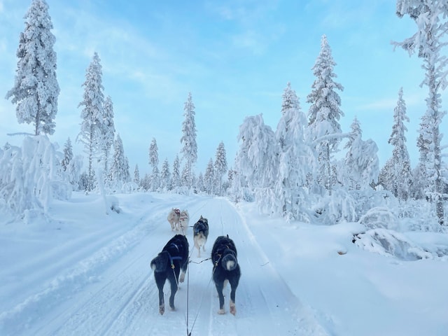 Rovaniemi: Husky Farm Visit & Sled Ride Experience