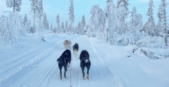 Rovaniemi: Husky Farm Visit & Sled Ride Experience