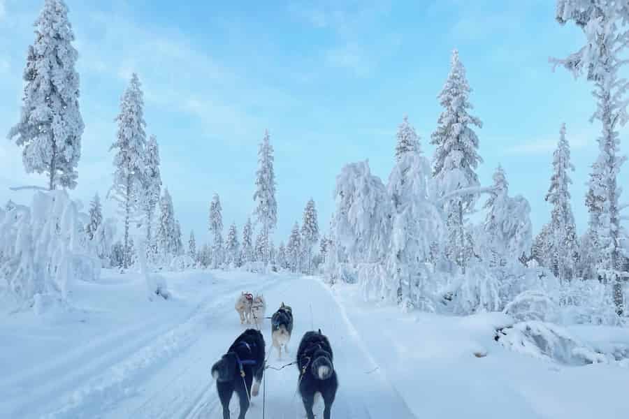 Rovaniemi: Huskyfarm-Besuch & Schlittenfahrt. Foto: GetYourGuide