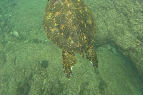 Explore the Cabo Rosa Tunnels on Isabela: snorkeling, wildlife and scenery