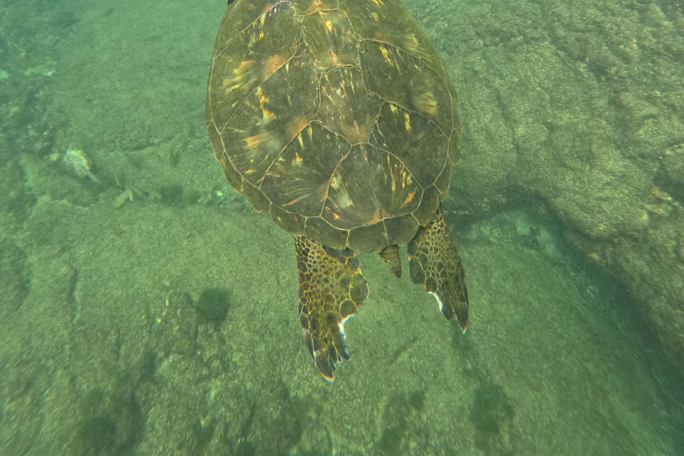 Explore the Cabo Rosa Tunnels on Isabela: snorkeling, wildlife and scenery
