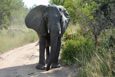 Safari de luxe à Mikumi - ZANZIBAR AU PN MIKUMI : 2 JOURS 1 NUIT