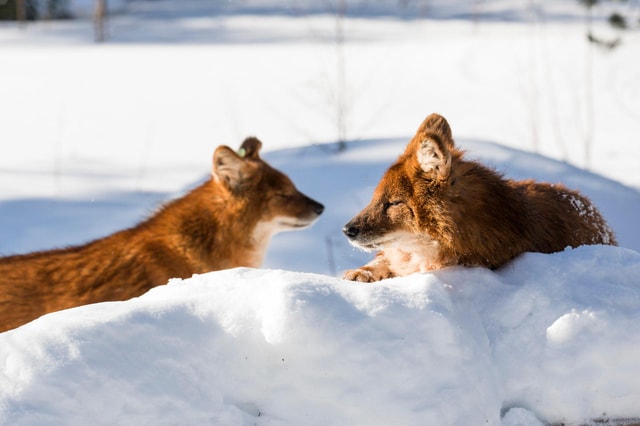 Rovaniemi: Arctic Ranua Zoo Tour