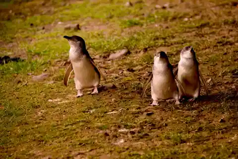 Phillip Island: Golden Hour Penguin Express Tour