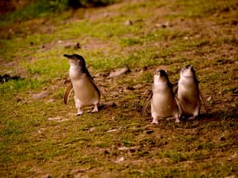 Phillip Island: Golden Hour Penguin Express Tour