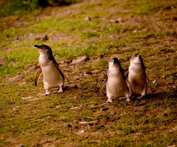 Phillip Island: Golden Hour Penguin Express Tour