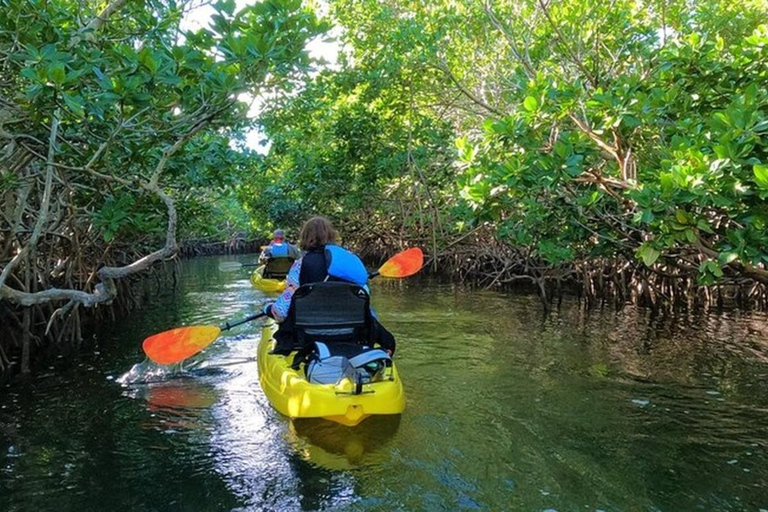 Full day kayak though the mangrove forest