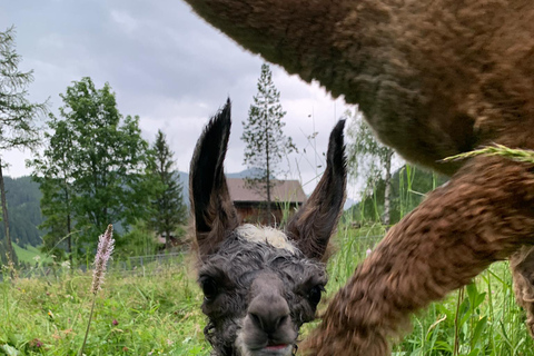 Triesenberg: Vandra med lamor i bergen