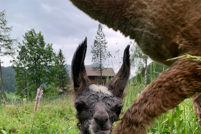 Triesenberg: Vandra med lamor i bergen