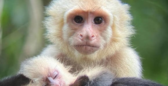 Manuel Antonio National Park: Guided tour with optional entrance fee included