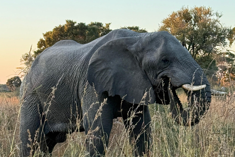 Victoria Falls: Zambezi Sunset Cruise & Botswana Chobe Park