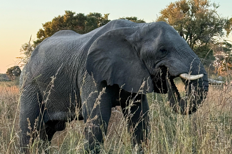 Victoria Falls: Zambezi Sunset Cruise & Botswana Chobe Park