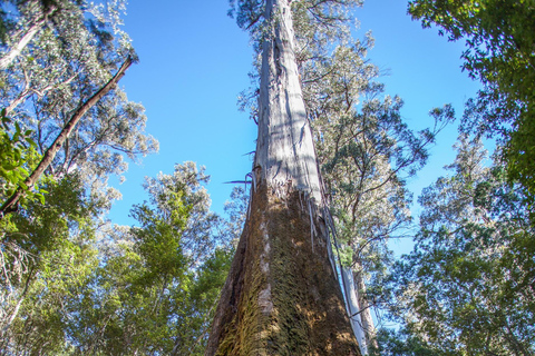 Escursione a terra a Hobart: Parco nazionale di Mt Field e fauna selvatica