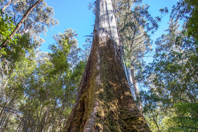 Hobart strandutflykt: Mt Field nationalpark och vilda djur