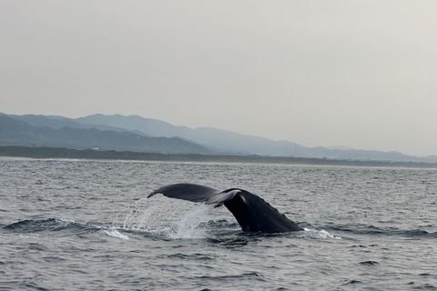 Puerto Escondido: Bootstour zu Delfinen und MeerestierenPrivate Tour