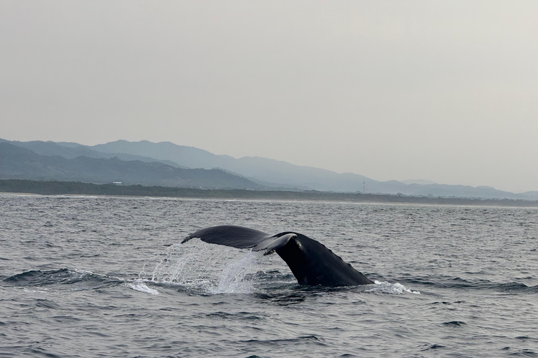 Puerto Escondido: Bootstour zu Delfinen und MeerestierenPrivate Tour