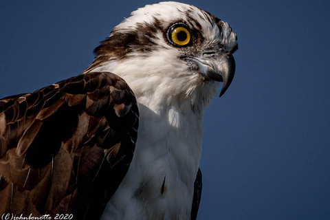 Orlando Bird Nerd Tour: Birding Kayak Tour Orlando Bird Nerd Tour: Long Birding Kayak Tour