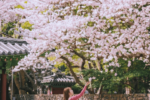 Jeju: Cherry Blossom Tour with Hotel Pickup Jeju cherry Blossom Season Tour : Small Group [Hotel P-up]