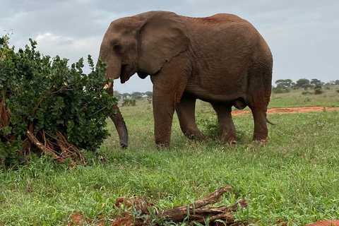 Mombasa: 3-Day Tsavo East/West & Kilimanjaro Views Safari