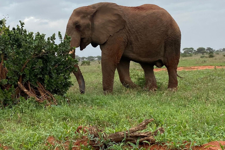 Mombasa: 3-Day Tsavo East/West & Kilimanjaro Views Safari