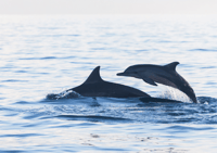 Lovina/Bali, Watching dolphin, Swimming & Snorkeling tickets - Housity