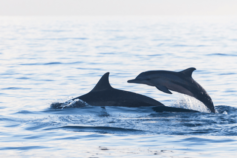 Lovina/Bali : Observation des dauphins, baignade et plongée en apnéeVisite en petit groupe avec lieu de rendez-vous