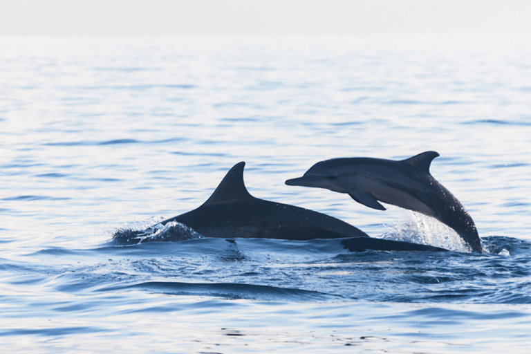 Lovina/Bali : Observation des dauphins, baignade et plongée en apnéeVisite en petit groupe avec lieu de rendez-vous