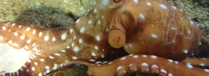 Plongée nocturne en apnée : Une expérience inoubliable !