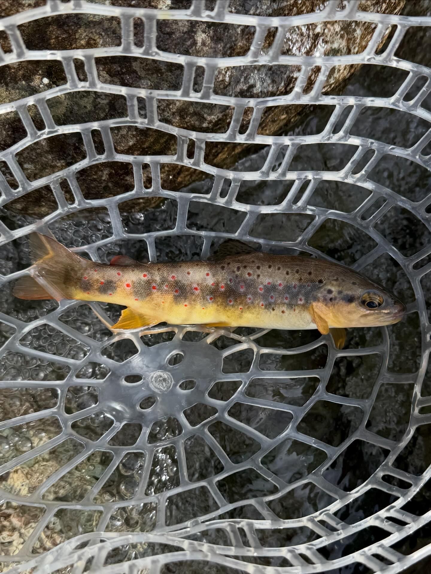Biella: Fliegenfischen mit einem ortskundigen Guide