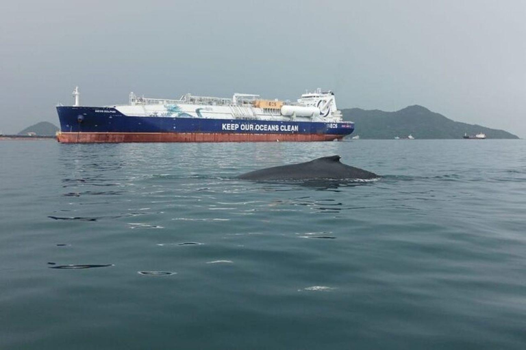 Panama City: Whale Watching Tour with Island Stop