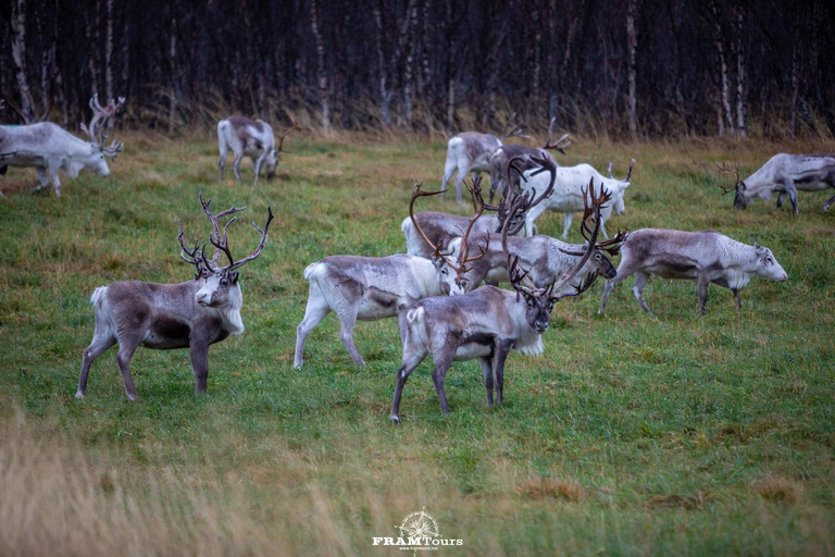 特罗姆瑟：正宗林根阿尔卑斯山探险之旅（含美景午餐）特罗姆瑟：正宗的林根阿尔卑斯山探险之旅（含美景午餐）