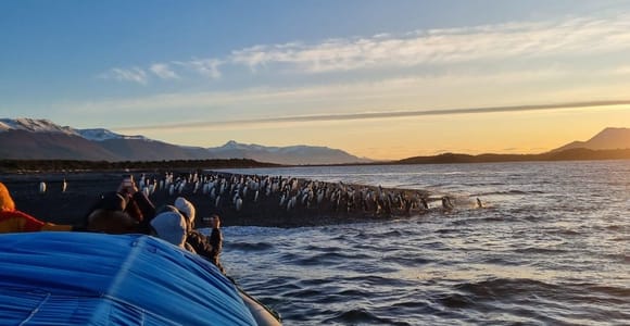 Avistaje Responsable de Pingüinos desde Puerto Almanza