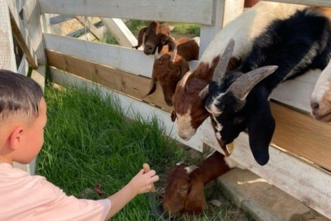 A partir de Seul: Begonia Bird Park, Rail Bike e Garden TourDongdaemun, 9h